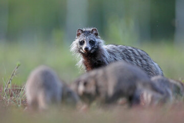Jenot (Nyctereutes) raccoon dog