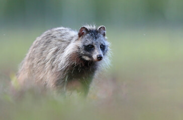 Jenot (Nyctereutes) raccoon dog