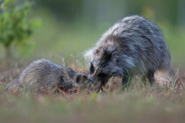Jenot (Nyctereutes) raccoon dog