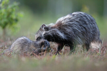 Jenot (Nyctereutes) raccoon dog