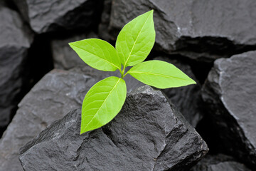 Naklejka premium Tiny sprout emerges resiliently between large dark rocks in chaos