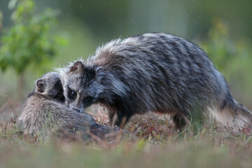 Jenot (Nyctereutes) raccoon dog