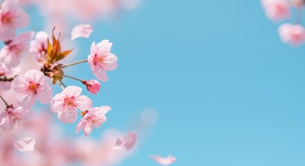 Fototapeta premium Cherry Blossom Spring Banner - Springtime banner featuring delicate pink cherry blossoms against a vibrant blue sky, symbolizing renewal, beauty, nature, serenity, and hope