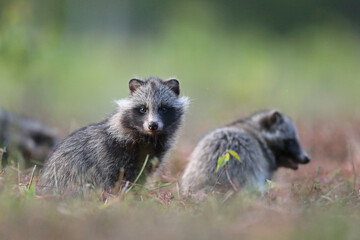Jenot (Nyctereutes) raccoon dog