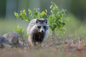 Jenot (Nyctereutes) raccoon dog