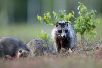 Jenot (Nyctereutes) raccoon dog