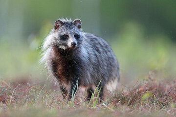 Jenot (Nyctereutes) raccoon dog