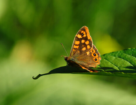 Wall Brown Butterfly - Lasiommata megera. Warming in the sunlight. Springtime. Oeiras, Portugal.