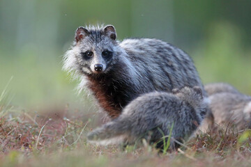 Jenot (Nyctereutes) raccoon dog