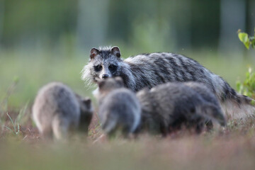 Jenot (Nyctereutes) raccoon dog