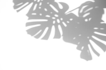 shadow overlay effects of realistic monstera leaf shadow isolated on transparent background,shadow for photo presentation interior backdrop mockup,Summer sunlight and shadow