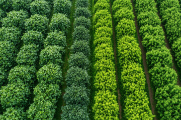 Patterns of lush greenery captured from above in a vibrant landscape