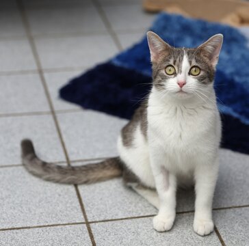 sitzende Katze