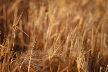 dried flowers in sunset light, wheat field, rye field