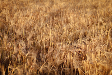 dried flowers in sunset light, wheat field, rye field