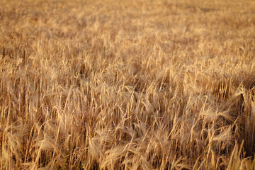 dried flowers in sunset light, wheat field, rye field