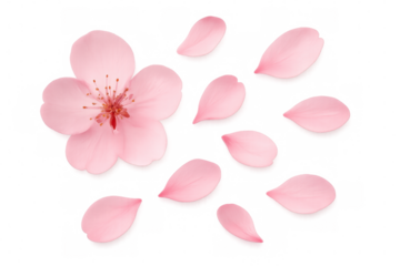 Pink cherry blossom flower with falling petals isolated on transparent background, perfect for spring designs
