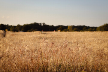 dried flowers in sunset light, wheat field, rye field