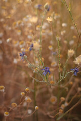 dried flowers in sunset light, wheat field, rye field