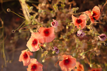 dried flowers in sunset light, wheat field, rye field