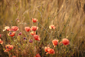 Fototapeta premium dried flowers in sunset light, wheat field, rye field
