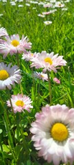 daisies in a garden
