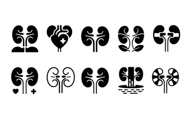 A detailed anatomical illustration of a human kidney in a clean minimalist silhouette style showcasing its intricate internal structure and outer shape