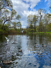 Various birds and ducks are swimming and flying over a serene lake surrounded by fresh green trees...
