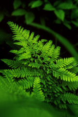 A seamless natural background featuring young green fern leaves arranged in a perfect organic pattern, ideal for botanical or eco-friendly design themes. 