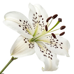 White flower with black dots isolated on transparent background  
