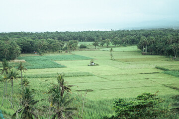 Fototapeta premium Expansive tropical agricultural landscape with lush green rice paddies, palm trees, and dense vegetation under an overcast sky