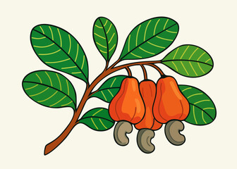 Cashew nuts on branch with leaves. Vector isolated illustration
