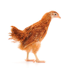 Brown hen isolated.