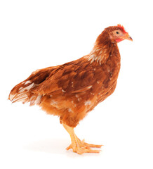 Brown hen isolated.