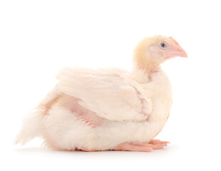 One chicken or young broiler chickens.