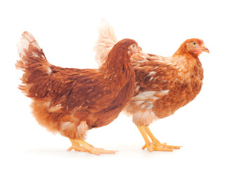 Two brown hen isolated.