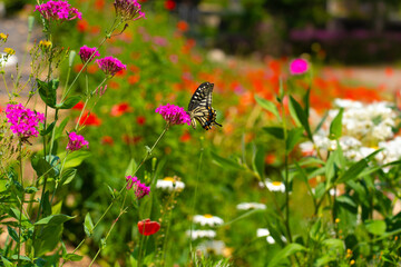 Obraz premium A butterfly sits on a wild flower. Butterflies sit on flowers, drink nectar.