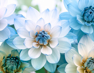 Obraz premium Pastel Green and Blue Lotus Flowers in Dreamy Soft Light