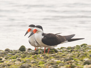 A pair of adult Black Skimmers standing together on a rocky shoreline and showing the size difference between the sexes (larger male closest)