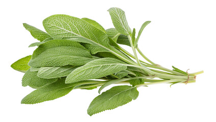 Obraz premium A bunch of fresh sage herb with green leaves and stems tied together isolated on a white background