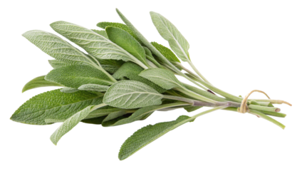 A bunch of fresh sage leaves tied together with twine on a white background close up studio shot