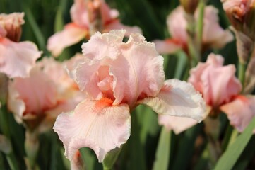 Irises. Delicate varieties of peach-colored irises on a blurred garden background. Beautiful natural background. Close-up of summer flowers. Delicate bud. Petals. Bright landscape. Macro. Peach irise