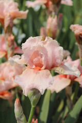 Irises. Delicate varieties of peach-colored irises on a blurred garden background. Beautiful natural background. Close-up of summer flowers. Delicate bud. Petals. Bright landscape. Macro. Peach irise