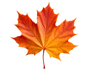 Obraz premium Vibrant orange maple leaf isolated on transparent background