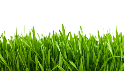 Fototapeta premium Lush green grass blades with vibrant natural colors. Transparent background
