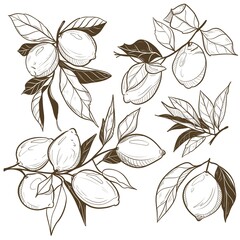 Hand-drawn black and white line art illustration of lemon branches. A set of detailed lemon twigs, leaves, and fruit in botanical sketch style. Perfect for vintage packaging, herbal labels, or minimal