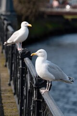 Obraz premium Two gulls perch on an ornate metal fence beside a blurred river