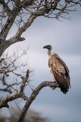 Vulture perched on a tree branch overlooking the scene