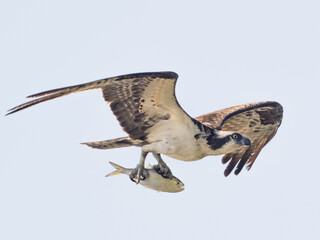 A close up of an Osprey in flight carrying a recently captured fish in its talons