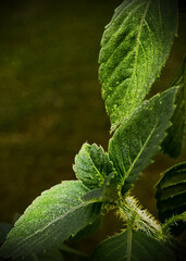 fresh mint leaves